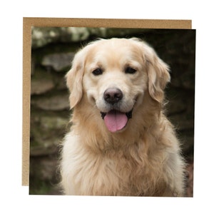 Golden retriever-wenskaart, blanco binnenkant - retrieververjaardagskaart - golden retrieverkaart geschikt voor elke gelegenheid - retrieverkaart