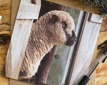 Sheep greeting card - sheep looking out of barn greeting card - countrylife greeting card - woolly sheep greeting card - sheep card