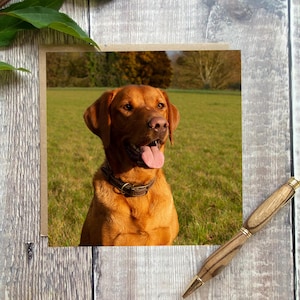 Könnte beinhalten: Ein brauner Labrador Retriever mit herausgestreckter Zunge, der auf einer grasbewachsenen Wiese sitzt. Der Hund schaut nach rechts im Bild.