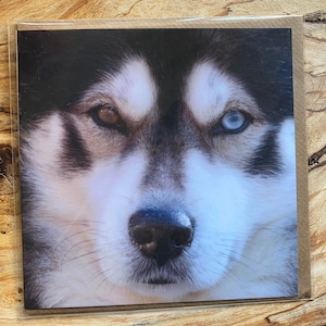 Husky-wenskaart - Siberische husky-verjaardagskaart - Siberische husky-kaart - husky-portretkaart