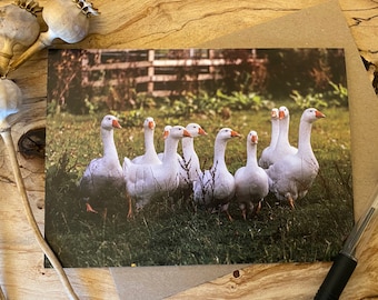 Farm animal card - Geese standing in the lovely sunshine greeting card - geese card - geese birthday card