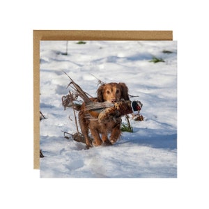 Cocker anglais dans la neige au tournage de faisan, carte de voeux vierge pour votre propre message - carte de voeux cocker - carte campagne