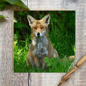 Fox-wenskaart - wenskaart met prachtige vos - wildlife-kaart - hertenkaart - Fox-verjaardagskaart