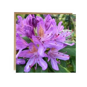 Rhododendron-wenskaart - bloemenverjaardagskaart - paarse bloem verjaardagskaart - vrouwelijke verjaardagskaart - kaart voor haar - bloemenkaart - bloemen