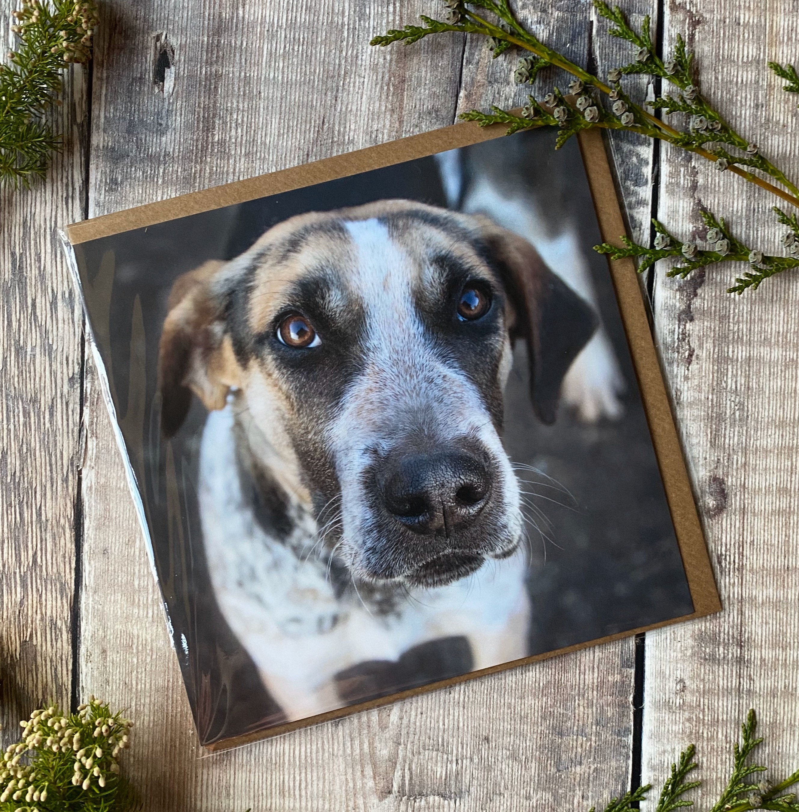 Pack of 9 dog greeting cards dog cards assorted breed dog Etsy