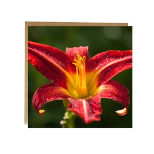 Carte de voeux Lys rouge - belle carte de voeux de fleurs colorées. Carte d'anniversaire pour femme - carte pour femme - lys rouge - carte fleurie