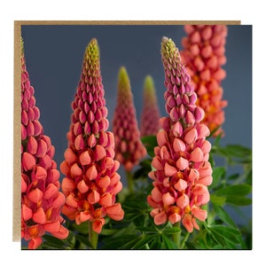 Lupinewenskaart - oranje lupinekaart - bloemverjaardagskaart - lupine - vrouwelijke verjaardag - beterschapswensen - alleen een bericht - lupinekaarten