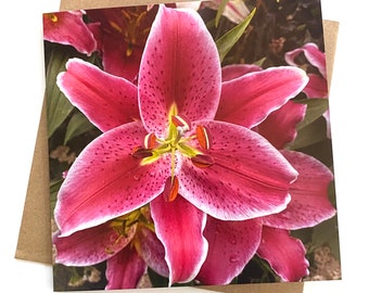 Pink Stargazer Lily Greeting Card: Floral Birthday Card
