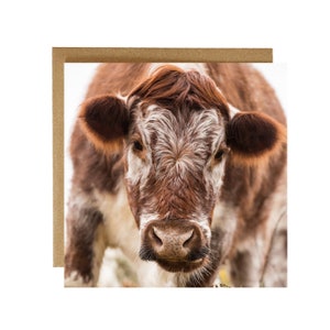 Carte de voeux vache britannique Longhorn - carte vache Longhorn - carte de voeux jeune vache longhorn - carte de voeux animaux de la ferme - carte de voeux bovins