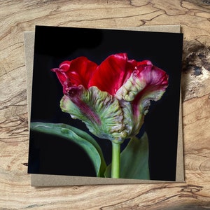 Parrot Tulip Greeting card - Flower card - Tulip birthday card - card for mum - bright red tulip card - tulip birthday card - fine art card