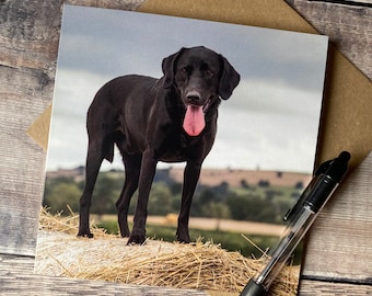 Black Labrador Card: Bramble on Hay Bale, Dog Birthday Card