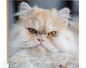 Long Haired Cat Greeting Card: Birthday, Anniversary, or Thank You