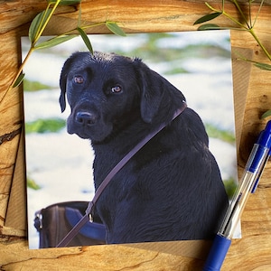 Black Labrador Greeting Card - black labrador in the snow portrait on greeting card - Black Labrador any occasion greeting card