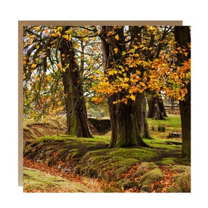 Belle carte de voeux de scène de forêt automnale - carte de paysage britannique - carte d'anniversaire - carte de forêt en Angleterre - carte de voeux d'arbres