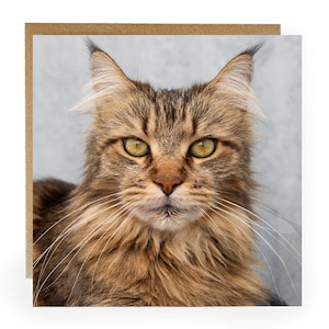 Carte de voeux chat - carte de voeux avec un joli chat à poil long sur le devant - carte d'anniversaire chat - carte chat - carte - carte chat maine coon