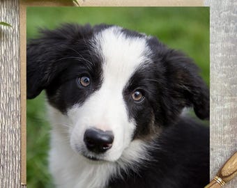 Border Collie puppy Greeting Card: Sheep Dog card - puppy greeting card