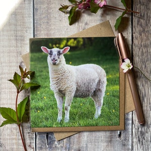 Lamb greeting card- little lamb on a greeting card - farm animal greeting card - sheep card - farm animal card - lamb birthday card