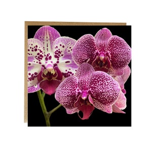 Carte de voeux orchidée - carte de voeux avec orchidées sur le devant - carte d'anniversaire florale orchidée rose - belle carte de voeux orchidées roses