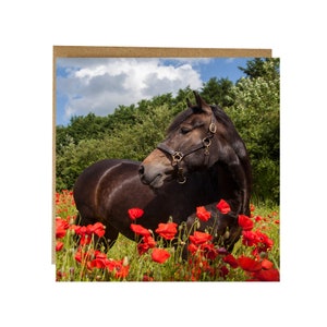 Horse in Poppy Field Greeting Card: Equestrian Art