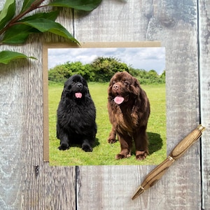 Carte de voeux Terre-Neuve - Carte d'anniversaire de chien - Carte de Terre-Neuve - Vierge à l'intérieur de n'importe quelle carte d'occasion - Belle carte de chien de Terre-Neuve