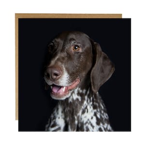 May include: A brown and white German Shorthaired Pointer dog against a black background. The dog is looking to the left and has its mouth slightly open, showing its teeth.