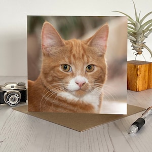 Carte de voeux chat - carte de voeux avec un joli chat roux sur le devant - carte d'anniversaire chat - carte chat - carte chaton roux - chat roux