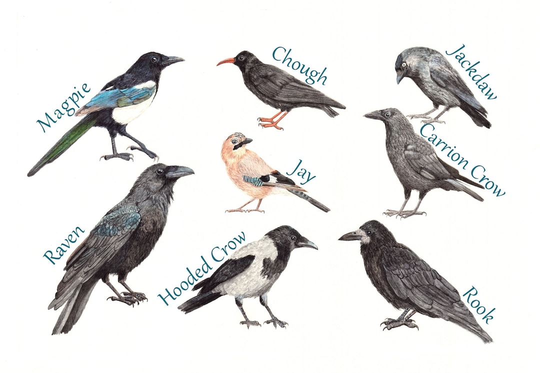 June ID tips: Juvenile Rook and Carrion Crow - BirdGuides