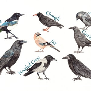 Crows, Raven, Jackdaw, Carrion Crow, Rook, Jay, Magpie, Hooded Crow, Chough, Print, Fine Art Print, Corvids, Pagan, Gothic