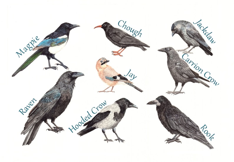 Crows, Raven, Jackdaw, Carrion Crow, Rook, Jay, Magpie, Hooded Crow, Chough, Print, Fine Art Print, Corvids, Pagan, Gothic image 1