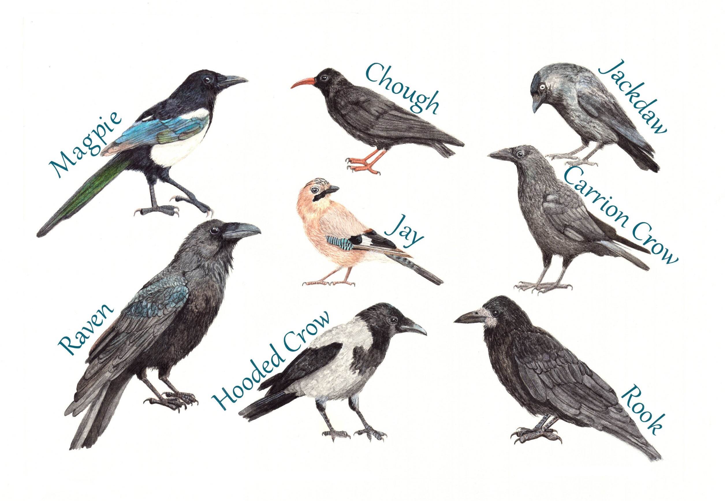 Identification of Juvenile Rooks and Carrion Crows - Corvid Isle