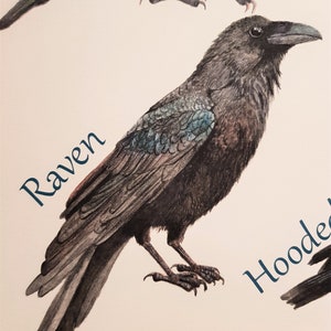 Crows, Raven, Jackdaw, Carrion Crow, Rook, Jay, Magpie, Hooded Crow, Chough, Print, Fine Art Print, Corvids, Pagan, Gothic image 2