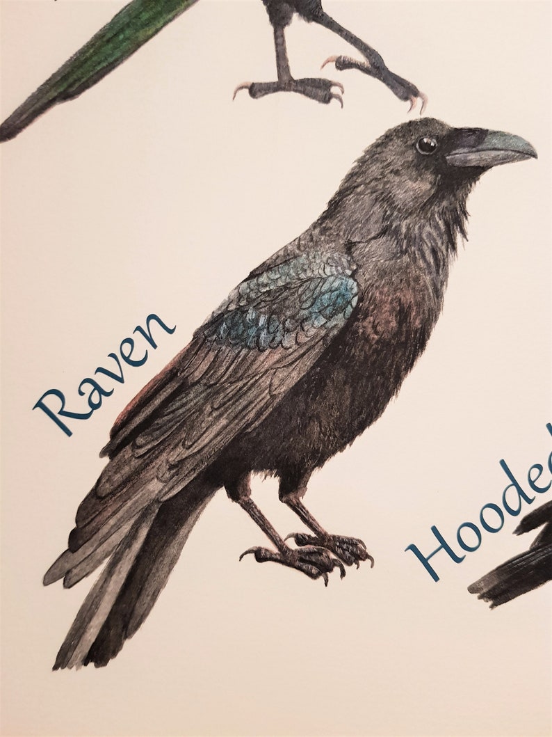 Crows, Raven, Jackdaw, Carrion Crow, Rook, Jay, Magpie, Hooded Crow, Chough, Print, Fine Art Print, Corvids, Pagan, Gothic image 2