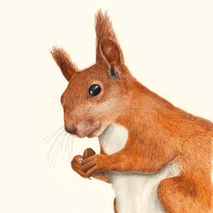 Squirrel Print - Squirrel Art Print - Red Squirrel Print - Squirrel Painting - Squirrel Picture - Squirrel Watercolour - Red Squirrel