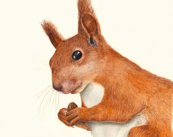 Squirrel Print - Squirrel Art Print - Red Squirrel Print - Squirrel Painting - Squirrel Picture - Squirrel Watercolour - Red Squirrel