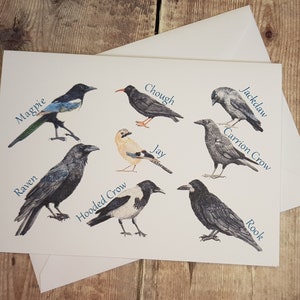 Carte d’oiseau - corvidés- carte de vœux - vierge à l’intérieur - carte pour toutes les occasions - carte de la faune - carte d’oiseau britannique - corbeau - corbeau - pie