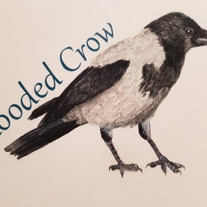Crows, Raven, Jackdaw, Carrion Crow, Rook, Jay, Magpie, Hooded Crow, Chough, Print, Fine Art Print, Corvids, Pagan, Gothic image 3