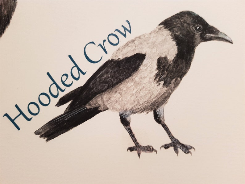 Crows, Raven, Jackdaw, Carrion Crow, Rook, Jay, Magpie, Hooded Crow, Chough, Print, Fine Art Print, Corvids, Pagan, Gothic image 3