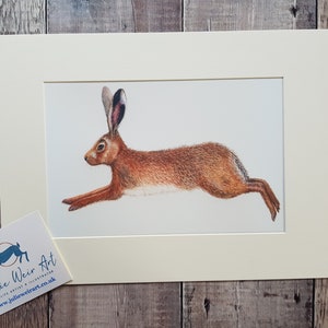 Hare Print - Hare Painting - Hare Watercolour - Hare picture - Rabbit Print - Wildlife Print - Wildlife Art - Hare Art Print - Jackrabbit