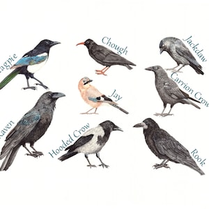 Crow Illustration Print - Corvid Species - A3 Print - British Corvids - Bird Watercolour Print - Rook-Jackdaw-hooded crow-magpie-Jay-Raven