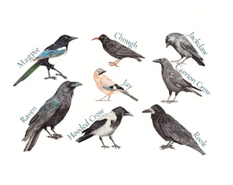 Crow Illustration Print - Corvid Species - A3 Print - British Corvids - Bird Watercolour Print - Rook-Jackdaw-hooded crow-magpie-Jay-Raven