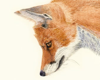 Fox Print - Fox Picture - Fox Painting - Fox Art Print - Fox Watercolour - Fox Art - British Wildlife - Wildlife Print - Wildlife Painting