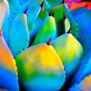 Artichoke Agave