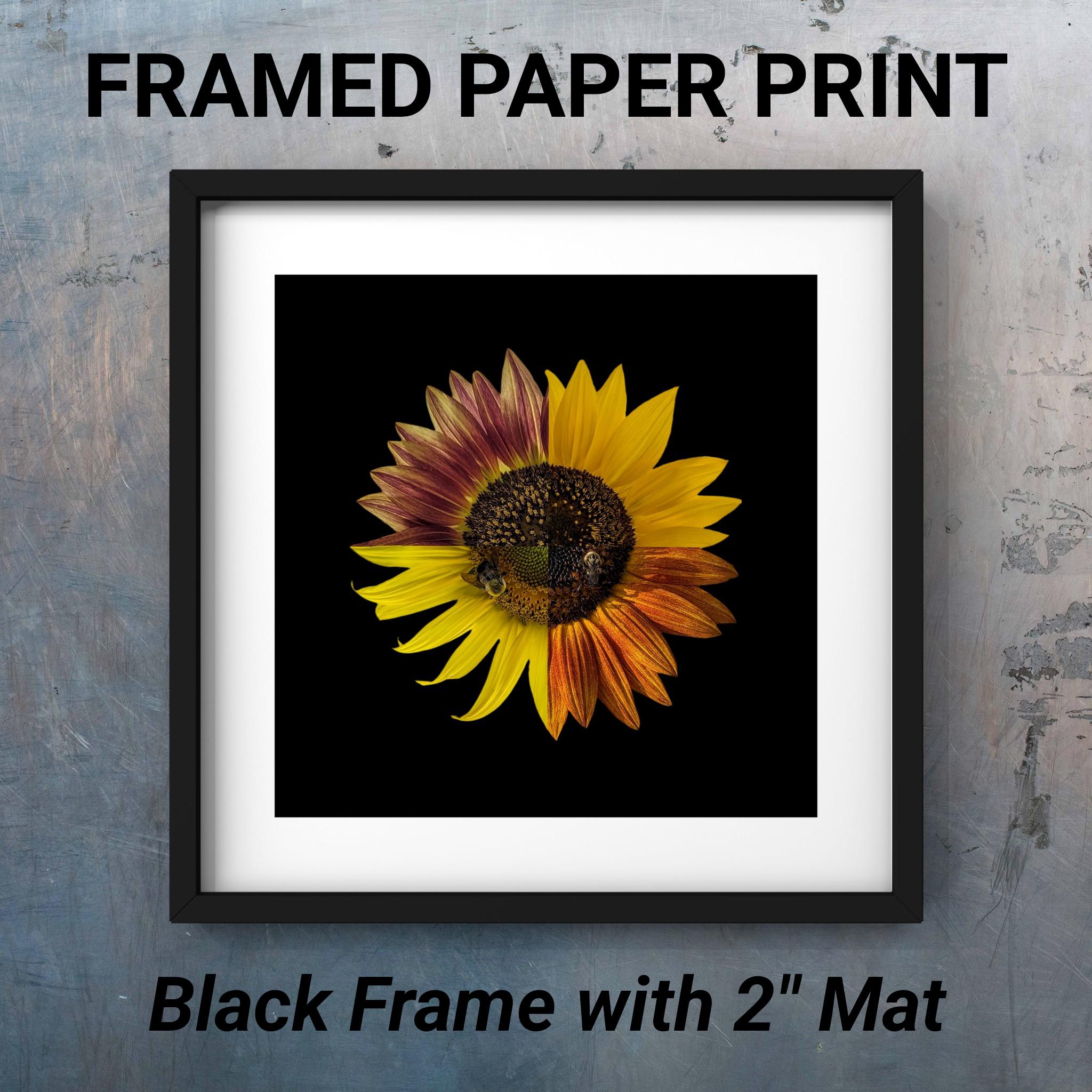 Sunflower Photo, Honey Bee Collage Print - Floral Photography