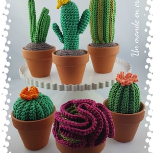 Cactus Azulita Peluche - Silly Succulent - La Fée Souris