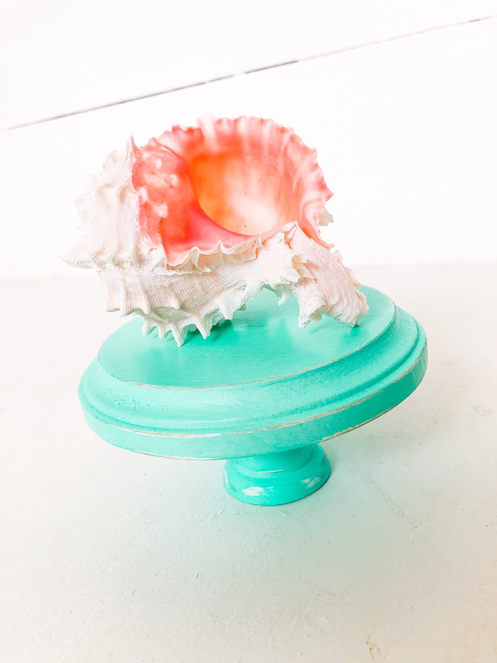 Shell display shell stand beach decor shells shell wood Etsy