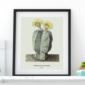 Sukkulenten / Kaktus Druck - VINTAGE Botanischer Druck, Kakteen Illustration, Poster oder Leinwand Druck - Floral / Botanische Kunst #10