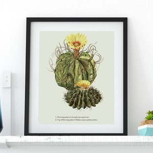 Sukkulenten / Kaktus Druck - VINTAGE Botanischer Druck, Kakteen Illustration, Poster oder Leinwand Druck - Floral / Botanische Kunst #6