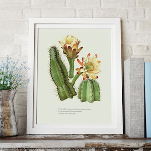 Sukkulenten / Kaktus Druck - VINTAGE Botanischer Druck, Kakteen Illustration, Poster oder Leinwand Druck - Floral / Botanische Kunst #15