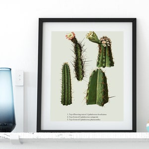Sukkulenten / Kaktus Druck - VINTAGE Botanischer Druck, Kakteen Illustration, Poster oder Leinwand Druck - Floral / Botanische Kunst #14