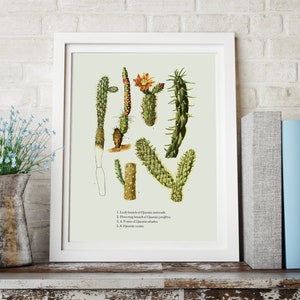 Sukkulenten / Kaktus Druck - VINTAGE Botanischer Druck, Kakteen, Wissenschaftliche Illustration Poster oder Leinwand Druck - Floral / Botanische Wandkunst #11